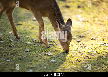 Cervi Sika (lat. Cervus nippon) Foto Stock