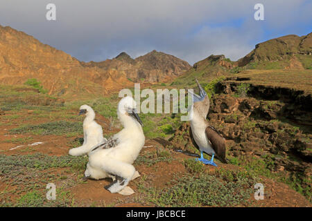 Blu-footed Booby con due pulcini nelle Galapagos Foto Stock