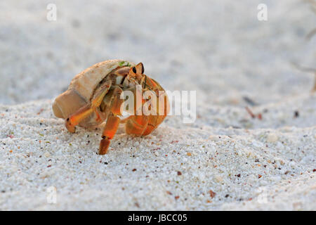 Semi terrestre granchio eremita su una spiaggia nelle Galapagos Foto Stock