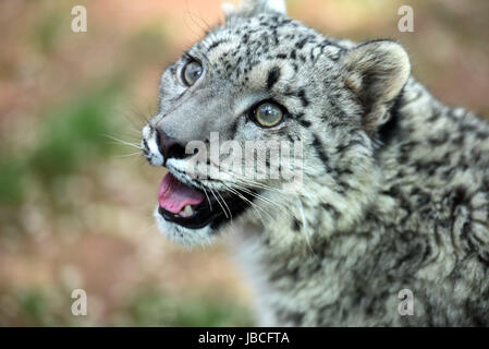Xining, la Cina della Provincia di Qinghai. Decimo Giugno, 2017. Un snow leopard cub è visto in wildlife zoo in Xining, capitale della Cina nord-occidentale della Provincia di Qinghai, 10 giugno 2017. Il cucciolo femmina, ma solo con snow leopard viva dalla riproduzione artificiale in Cina, ha compiuto un anno il sabato. Credito: Zhang Hongxiang/Xinhua/Alamy Live News Foto Stock