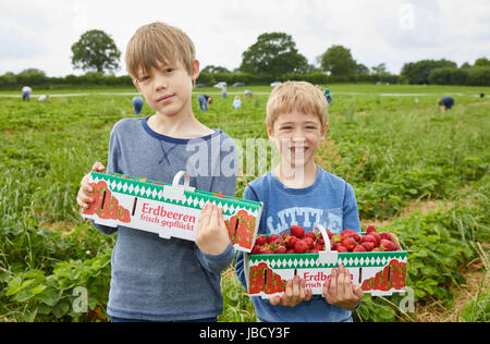 Tangstedt, Germania. Decimo Giugno, 2017. Henry (10 l) e Mingus, 7, tenere le fragole al Wulksfelde fattoria organica in Tangstedt, Germania, 10 giugno 2017. Foto: Georg Wendt/dpa/Alamy Live News Foto Stock