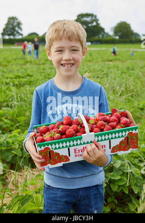 Tangstedt, Germania. Decimo Giugno, 2017. Mingus, 7, mantiene le fragole al Wulksfelde fattoria organica in Tangstedt, Germania, 10 giugno 2017. Foto: Georg Wendt/dpa/Alamy Live News Foto Stock