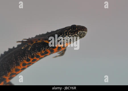 Danubio tritoni (Triturus dobrogicus) Foto Stock