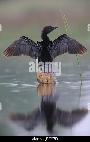 Cormorano pigmeo (Microcarbo pygmeus) nel fiume Danubio Delta in Romania Foto Stock