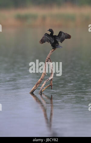 Cormorano pigmeo (Microcarbo pygmeus) nel fiume Danubio Delta in Romania Foto Stock