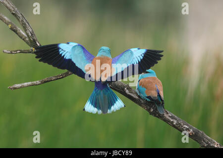 Rullo europea (Coracias garrulus) - un molto esotiche cercando bird Foto Stock