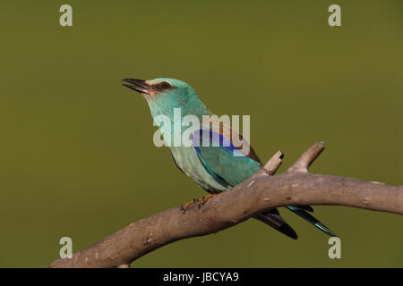 Rullo europea (Coracias garrulus) - un molto esotiche cercando bird Foto Stock