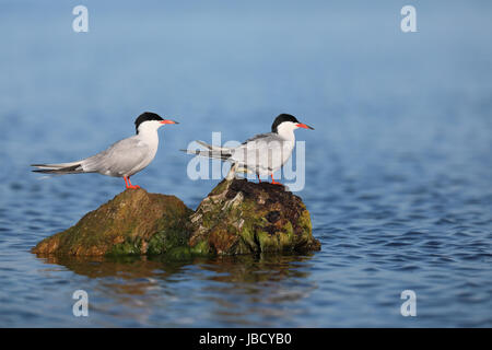 Tern comune (Sterna hirundo) fotografato nel Danubio sul delta del fiume vicino a Periprava, Romania Foto Stock