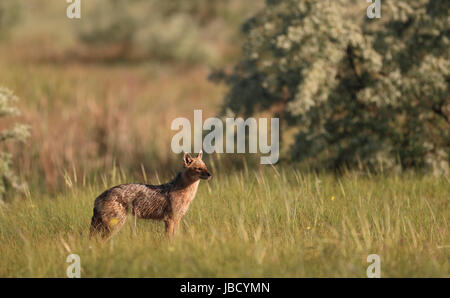 Golden Jackal o Jackal europea (Canis aureus) Foto Stock