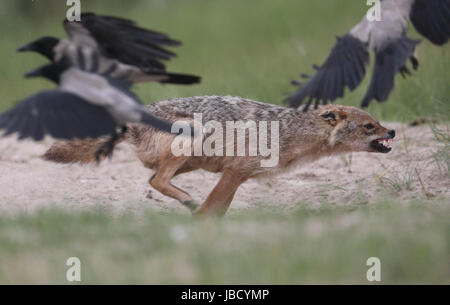Golden Jackal o Jackal europea (Canis aureus) cercando di scacciare i corvi Foto Stock