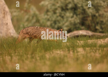 Golden Jackal o Jackal europea (Canis aureus) Foto Stock