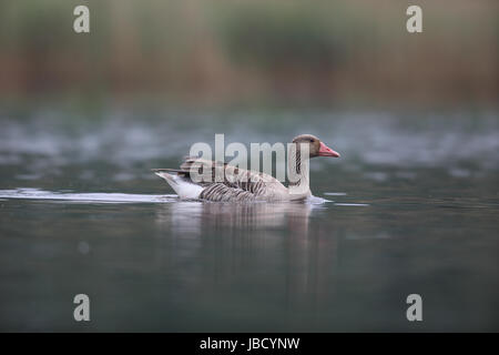 Graylag goose (Anser anser) fotografato vicino Peryprava nel fiume Danubio Delta in Romania. Foto Stock