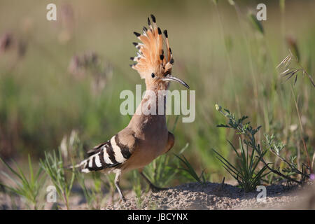 Eurasian Upupa (Upupa epops) Foto Stock