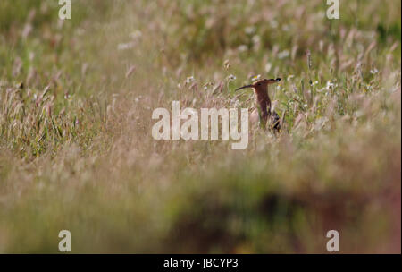 Eurasian Upupa (Upupa epops) Foto Stock