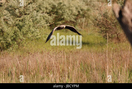 White-tailed eagle (Haliaeetus albicilla) Foto Stock