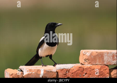 Gazza (Pica pica). Il Delta del Danubio in Romania, Maggio 2017 Foto Stock