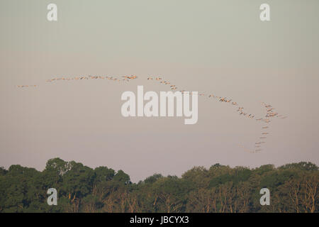 Grande gregge di Great White pelican (Pelecanus onocrotalus) nella distanza nel fiume Danubio Delta in Romania Foto Stock
