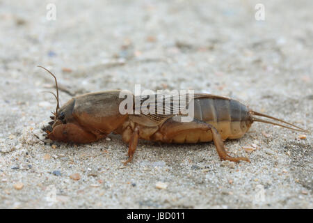 Unione Mole Cricket (Gryllotalpa gryllotalpa) Foto Stock