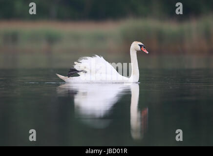 Cigno (Cygnus olor) nuoto sul lago Foto Stock