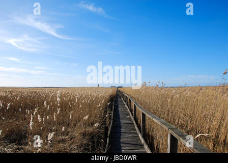 Sentiero in legno attraverso le lamelle in una zona umida presso l'isola svedese Oland Foto Stock