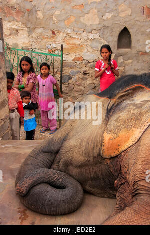 Ritratto di un elefante che ricevono cure in piccoli quartieri di elefante a Jaipur, Rajasthan, India. Gli elefanti sono usati per giostre ed altre attrazioni turistiche activiti Foto Stock