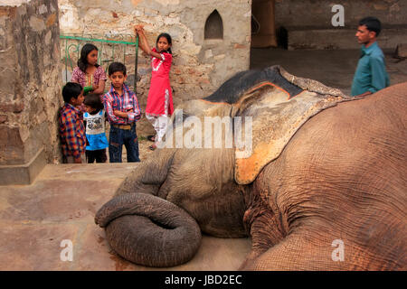 Ritratto di un elefante che ricevono cure in piccoli quartieri di elefante a Jaipur, Rajasthan, India. Gli elefanti sono usati per giostre ed altre attrazioni turistiche activiti Foto Stock