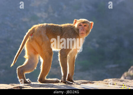 Retroilluminato macaco Rhesus (macaca mulatta) Camminare vicino a Galta Tempio a Jaipur, India. Il tempio è famoso per il grande truppa di scimmie che vivono qui. Foto Stock