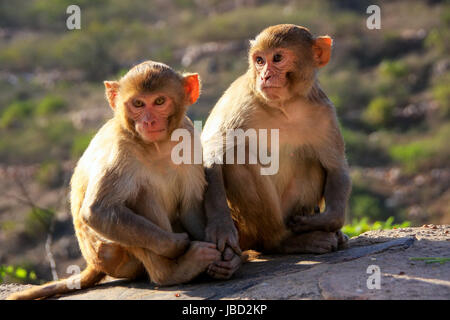 Macachi Rhesus (macaca mulatta) seduto vicino a Galta Tempio a Jaipur, India. Questo tempio è famosa per la grande truppa di scimmie che vivono qui. Foto Stock