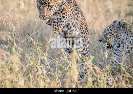 Giovani Leopard spolvero in erba alta nel Parco Nazionale di Kruger, Sud Africa. Foto Stock