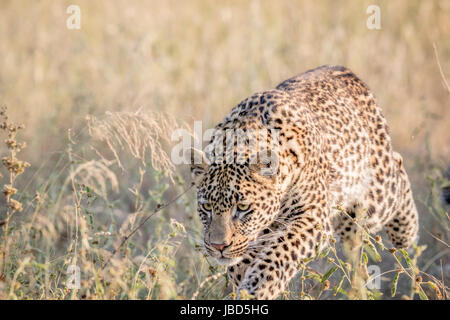 Giovani Leopard spolvero in erba alta nel Parco Nazionale di Kruger, Sud Africa. Foto Stock