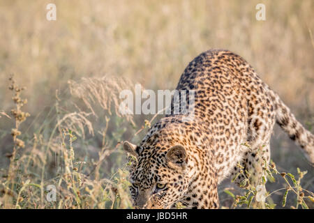 Giovani Leopard spolvero in erba alta nel Parco Nazionale di Kruger, Sud Africa. Foto Stock