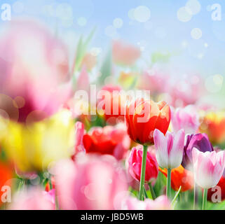 Colorata fioritura di tulipani, Bassa Sassonia Foto Stock
