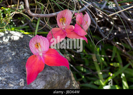 Red Disa (Disa uniflora) - Cape Town flora, Sud Africa Foto Stock