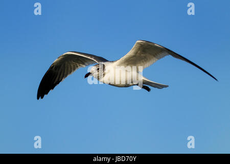 Adulto non-panatura Franklin's gabbiano (Leucophaeus pipixcan) volare nel cielo blu Foto Stock