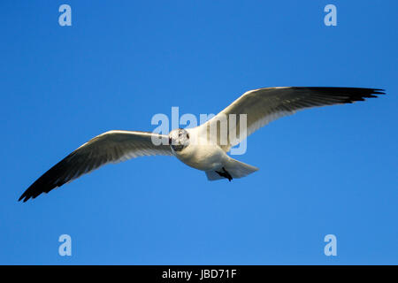 Adulto non-panatura Franklin's gabbiano (Leucophaeus pipixcan) volare nel cielo blu Foto Stock
