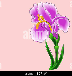 Iris, sfondo rosa, fiore, objectOE isolato Foto Stock