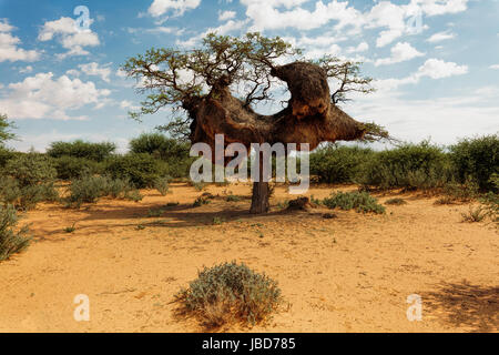 Grande costruzione di un comune tessitori socievole (Philetairus socius) Nest - Witsand Riserva Naturale - Africa del Sud Foto Stock