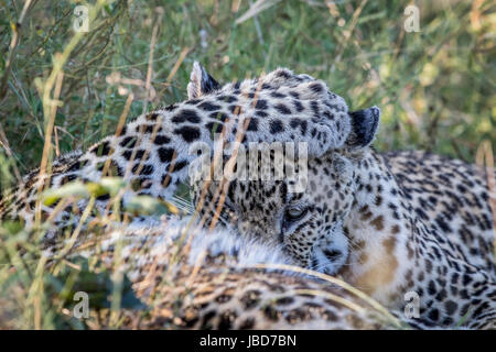 In prossimità dei due Leopardi a giocare nel parco nazionale di Kruger, Sud Africa. Foto Stock