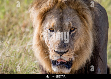 Grande leone maschio con protagonista la fotocamera nel Chobe National Park, il Botswana. Foto Stock