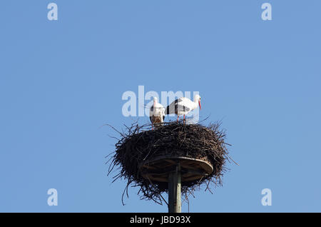 Weißstorchpaar beim Nestbau Foto Stock
