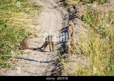 Tre mongooses nastrati su strada nel Chobe National Park, il Botswana. Foto Stock