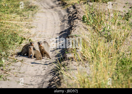 Tre mongooses nastrati su strada nel Chobe National Park, il Botswana. Foto Stock