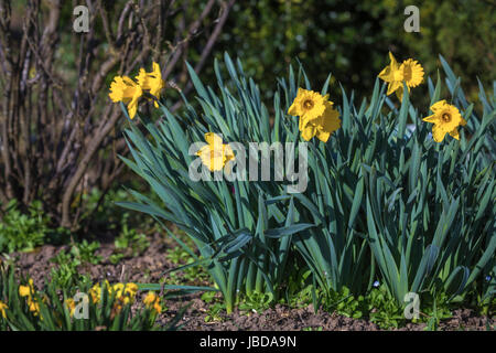 Osterglocken im Garten währen des Frühlings Foto Stock