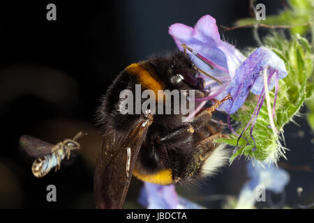 Berlino, Germania, Terra Bumblebee raccoglie il nettare da un fiore violaceo Foto Stock