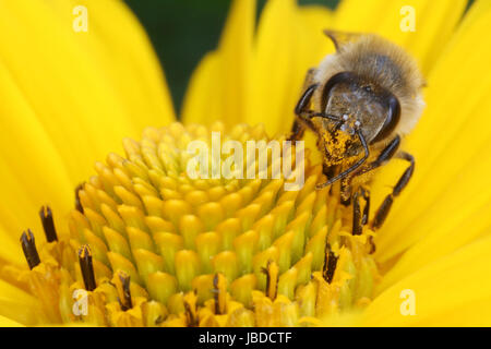 Berlino, Germania, api per raccogliere il polline in un girasole Foto Stock