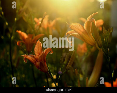Fiery lily - tramonto Foto Stock