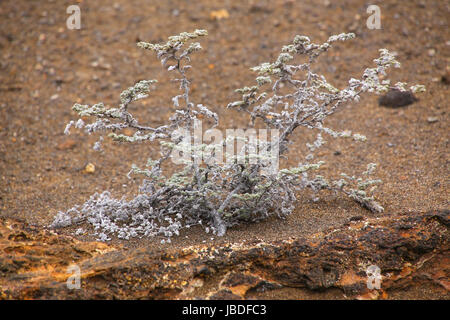 Grigio (matplant Tiquilia nesiotica) cresce su Bartolome isola in Galapagos National Park, Ecuador. Foto Stock