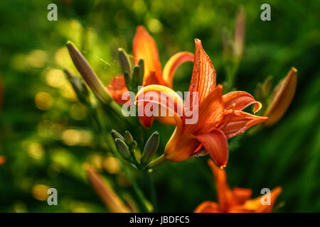 Fiery lily - tramonto Foto Stock