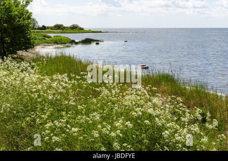 Fiori d'estate da una costa all'isola svedese Oland nel Mar Baltico Foto Stock