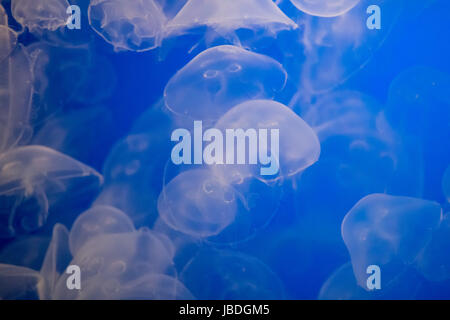 Jelly pesce nuotare nell'oceano Foto Stock